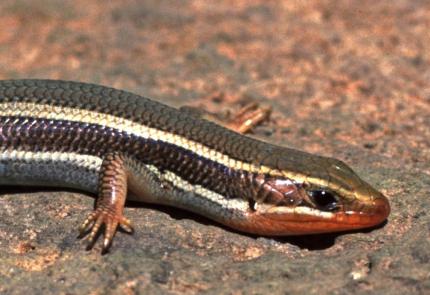 Close up of upper body of a male western skink - reddish chin is visible