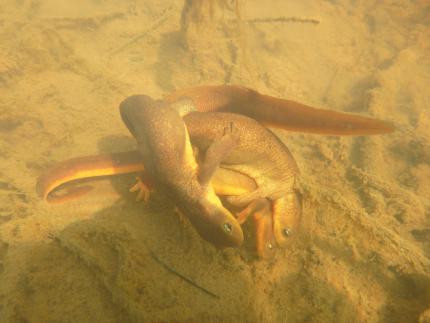 Underwater view of 3 rough-skinned newts embracing during breeding season