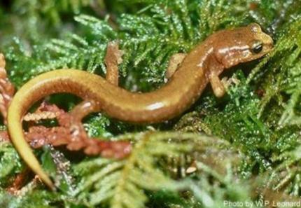 Close up of a yellow-phase Van Dyke's salamander on  moist moss. 