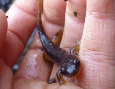 Close up of an Olympic torrent salamander held in a hand