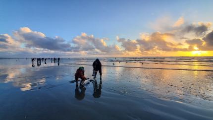 Clam diggers on beach.