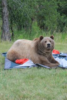 grizzly bear laying on tent