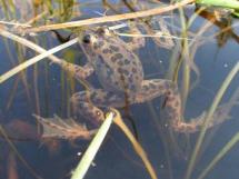 An Oregon spotted frog floating just below the water