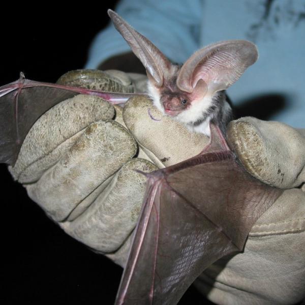 Close up of a spotted bat in a researcher's gloved hands