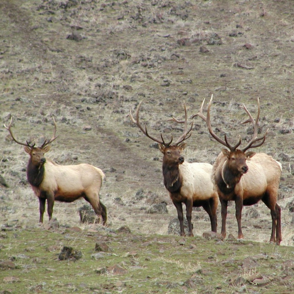 Three bull elk