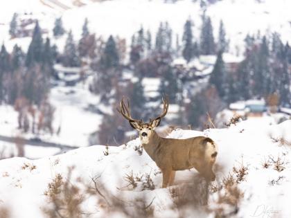 A large mule deer buck standing on a snowy hilltop, looking at the camera