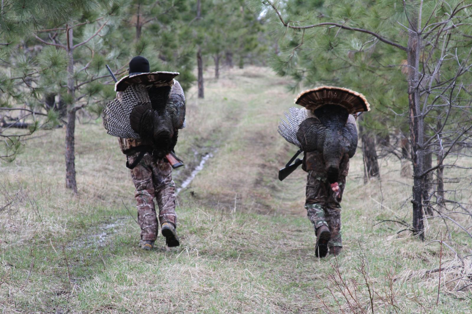 Two people walk down a lane with turkeys on their backs