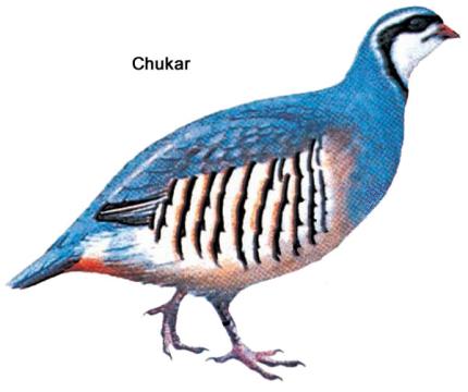Color illustration of a chukar partridge