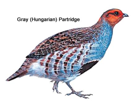 Color illustration of a gray (Hungarian) partridge