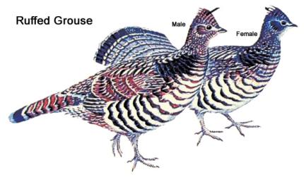 Illustration showing the differences between male and female ruffed grouse
