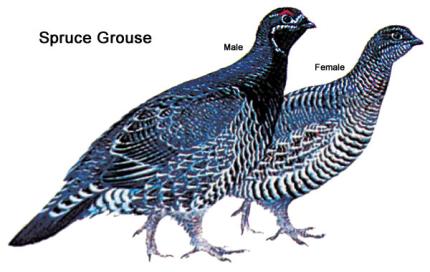 Illustration showing the differences between male and female spruce grouse