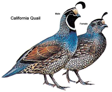 Color illustration of a male and female California quail