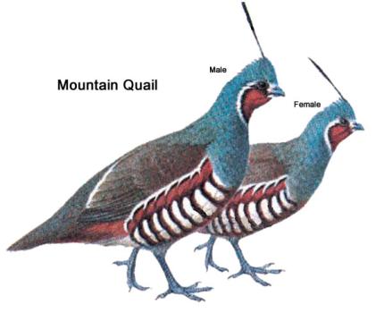 Color illustration of a male and female mountain quail