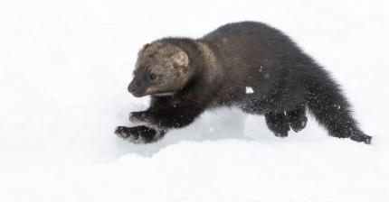 Fisher blasting through snow with flakes flying side view. . .