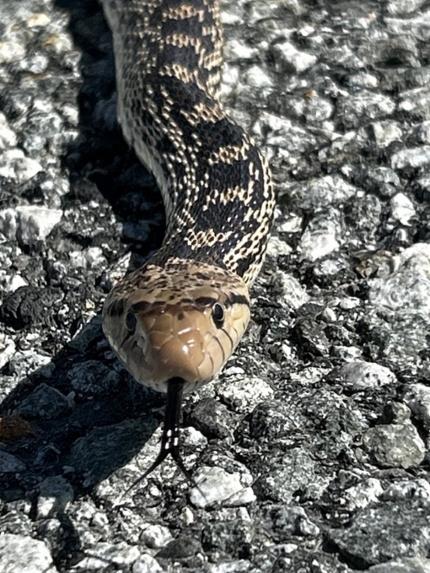 A gopher snake being released near headquarters. 