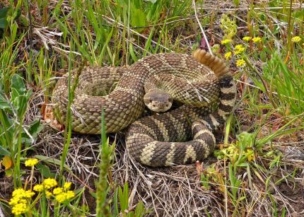 Rattlesnake in grass and flowers
